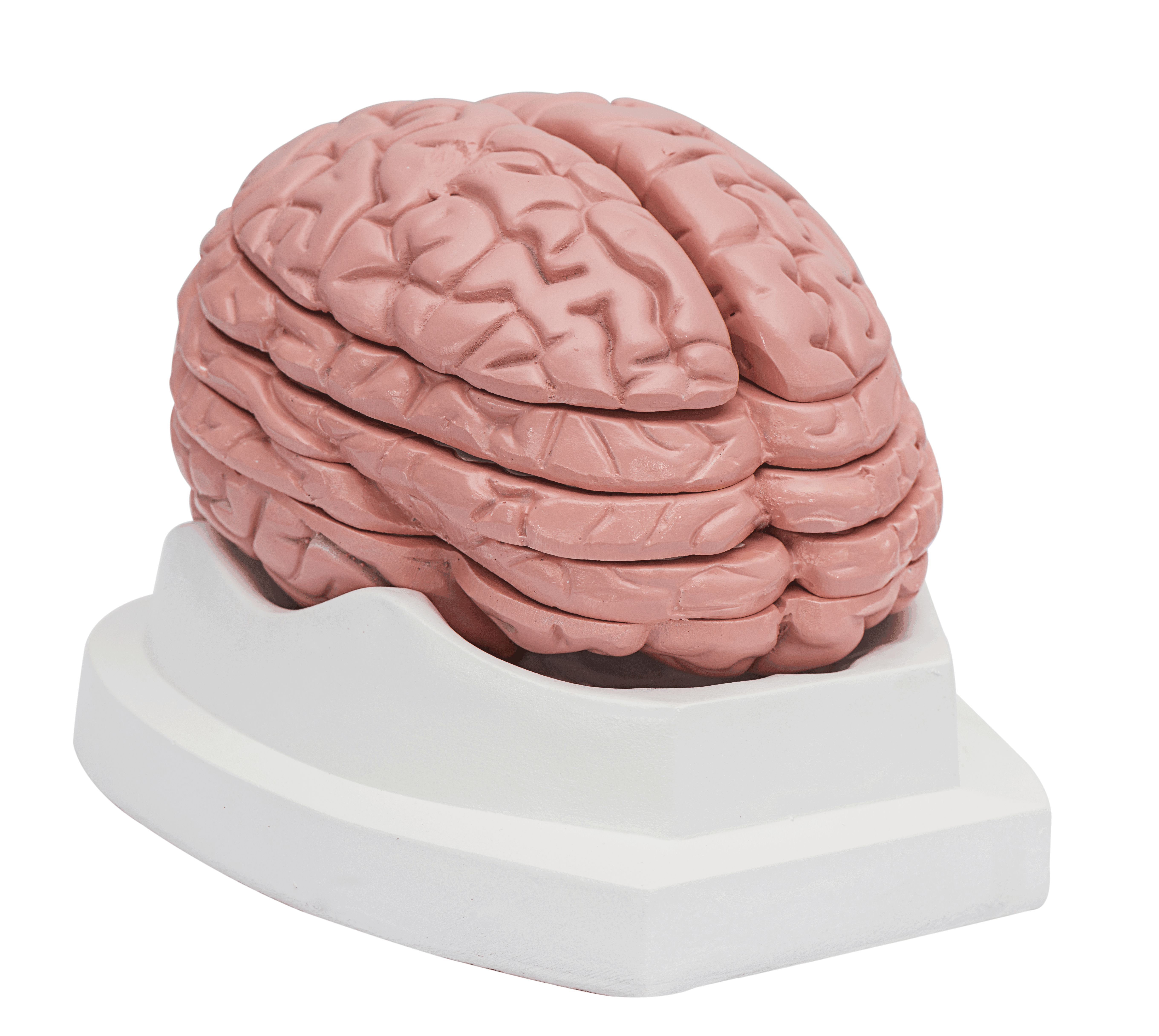 脑水平切面模型