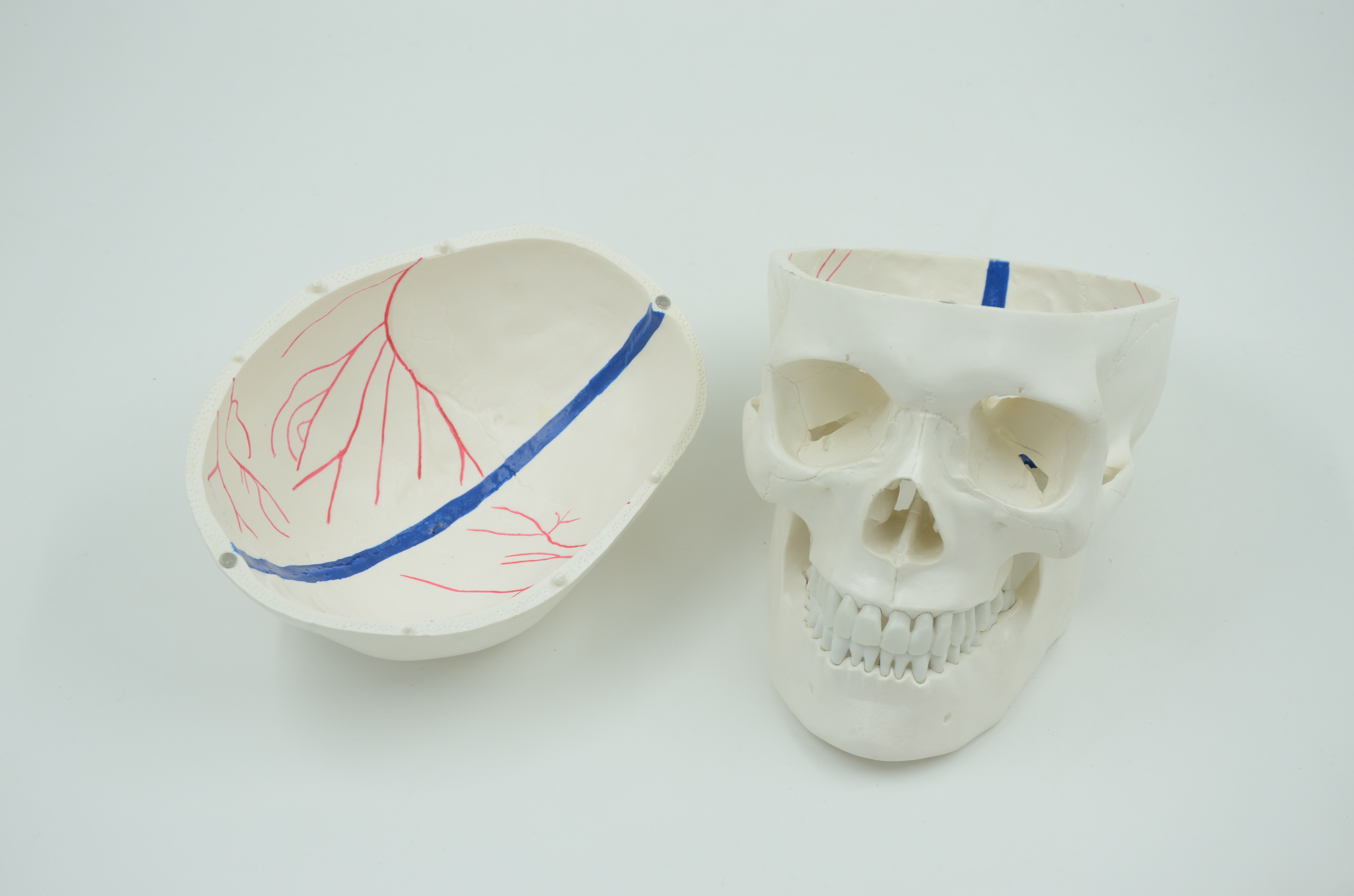 成人头颅骨附神经模型