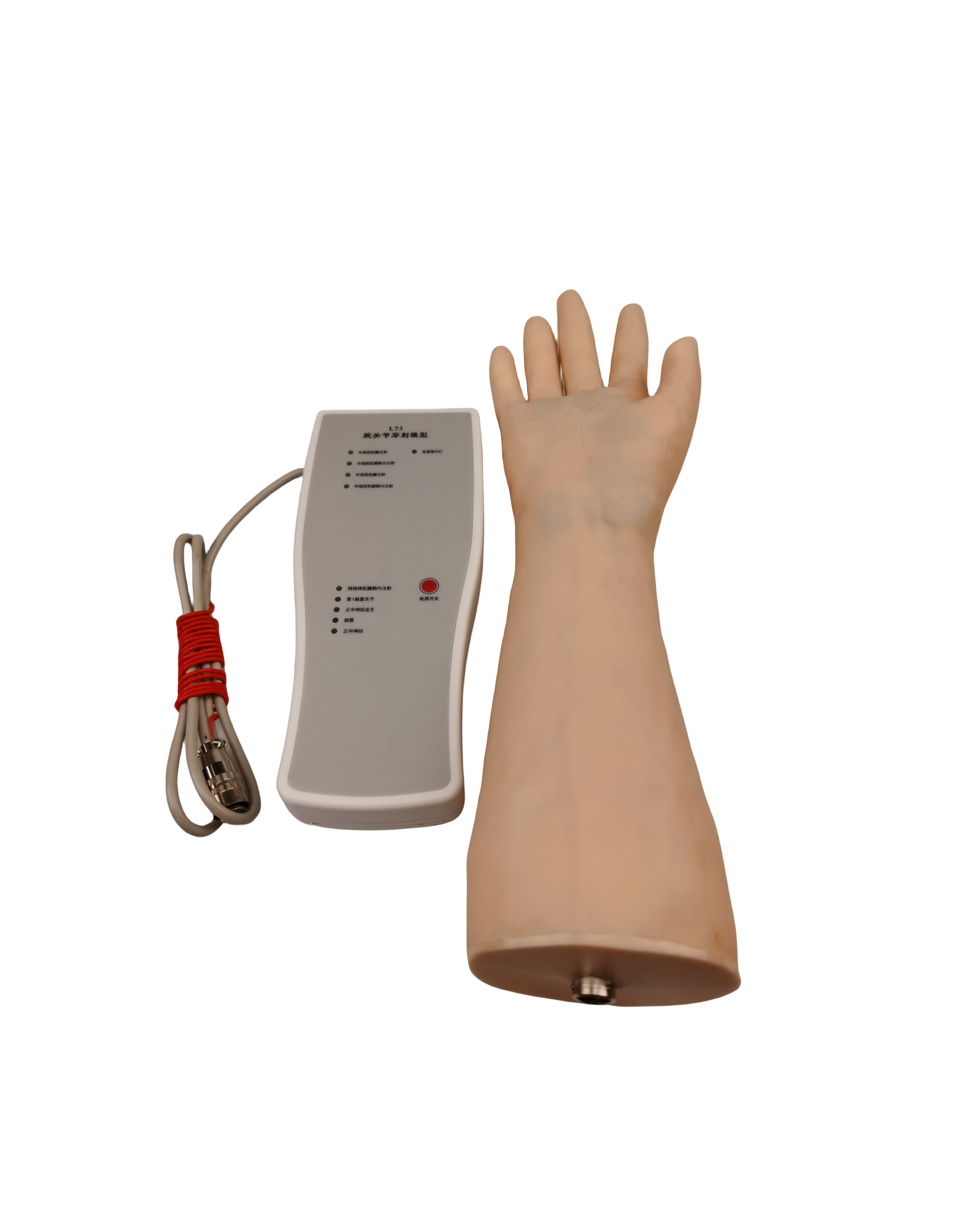 腕关节穿剌模型