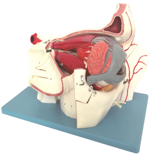 眼球与眼眶附血管神经放大模型（10部件）